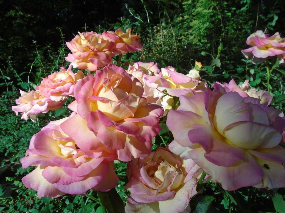 Le Gite Du Colombier Bracquetuit ภายนอก รูปภาพ