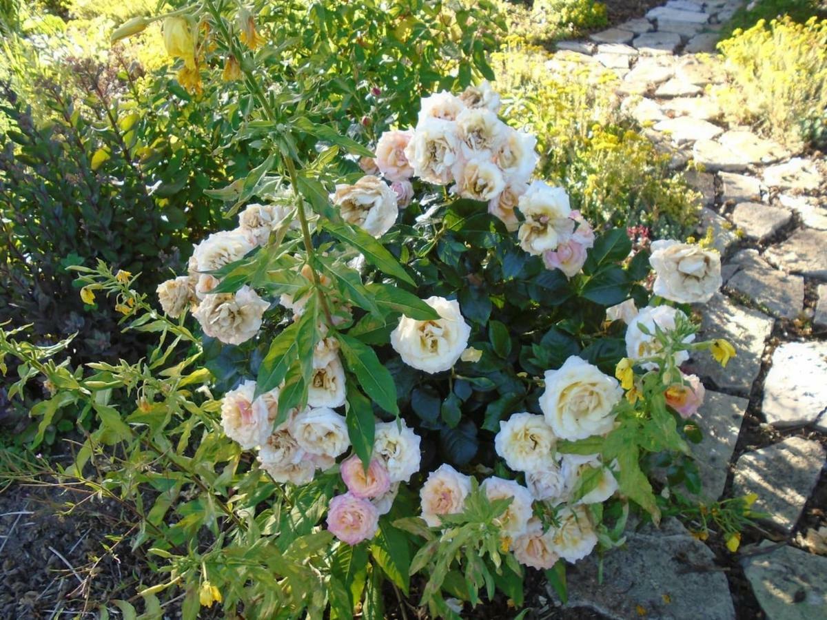 Le Gite Du Colombier Bracquetuit ภายนอก รูปภาพ
